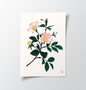 Blomst